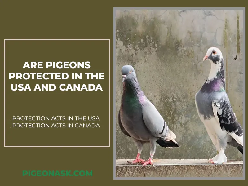 pigeon-associated-legislation-in-usa-and-canada-pigeon-ask